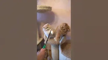 Игрушка для кошки Japan Premium Pet дразнилка "Морковка с пером фазана"         683126