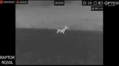 HIKMICRO RAPTOR RQ50L Thermal Fusion Optical IR LRF Binoculars Footage