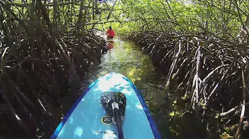 Key West Mangrove SUP
